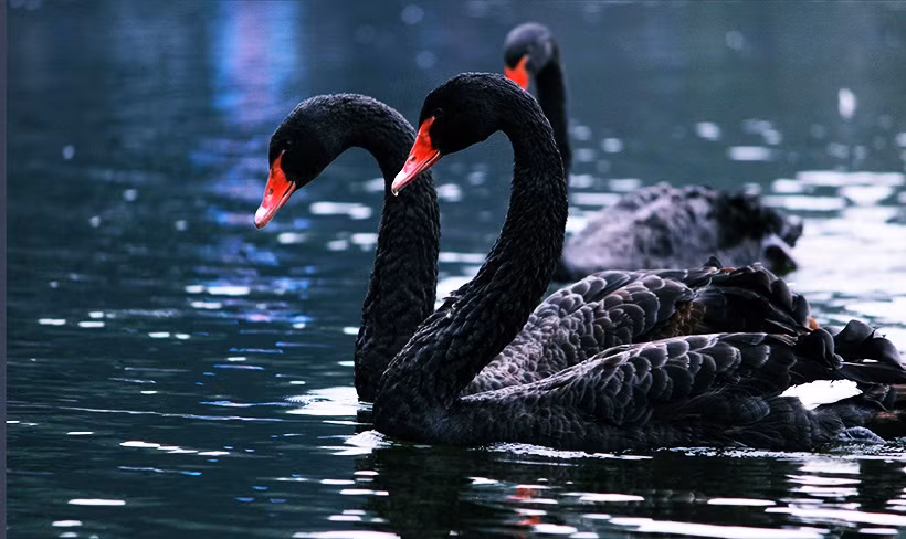 Trước đó, ngày 5/2, sau khi Hà Nội thả thử nghiệm đàn thiên nga này xuống hồ Gươm đã bị dư luận phản ứng .