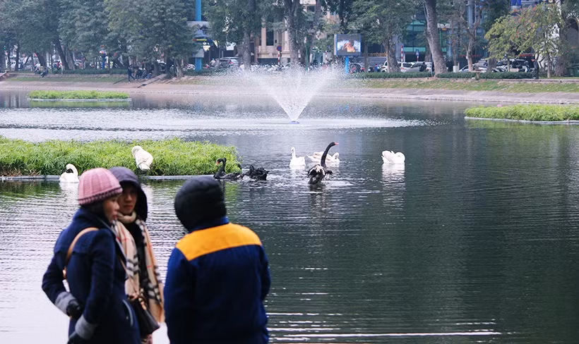 Công nhân trực thuộc Công ty TNHH MTV Thoát nước Hà Nội túc trực, bảo vệ đàn thiên nga ở hồ Thiền Quang trong sáng nay.