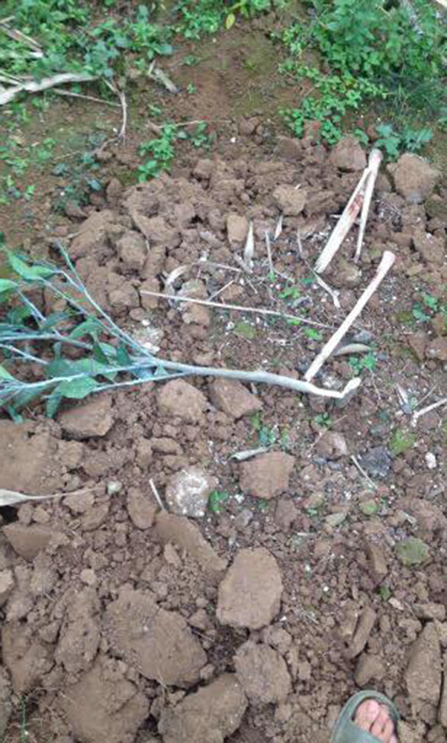 Những gốc cam mới trồng bị kẻ gian chặt phá.