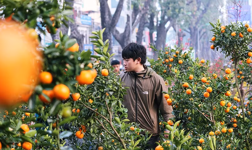 "Mai là 30 Tết rồi, thôi thì chúng tôi vừa bán, vừa tặng cho khách để lấy lộc đầu năm. Nếu không bán hết mang quất về, đập quả đi cũng mệt đứt hơi..", một chủ bán quất ở điểm đường Láng nói.