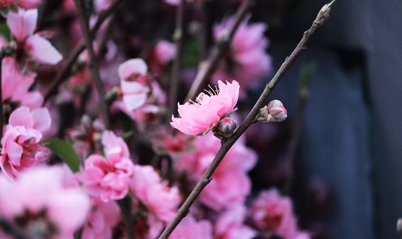 Hoa trên các cành đào được bán gần như đã bung nở toàn bộ.