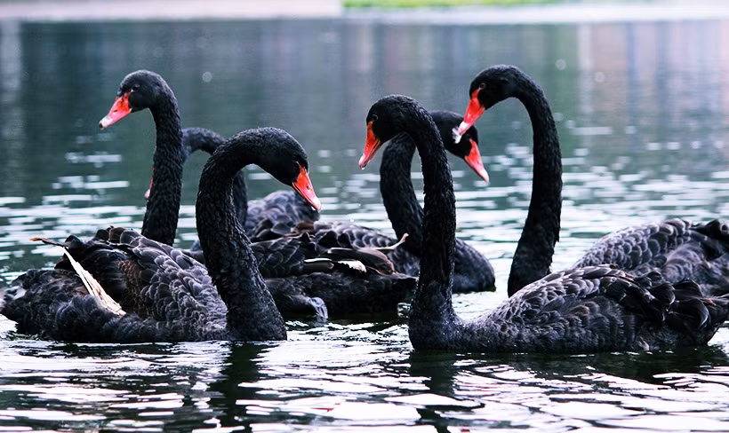 Những con thiên nga trong đàn không hề tỏ ra sợ hãi đối với người dân.