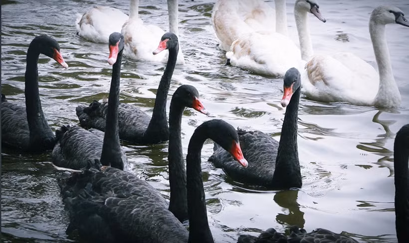 Đàn thiên nga 12 con (5 con trắng và 7 con đen), sau khi được thả xuống hồ Gươm có vẻ khá gần gũi với người dân.