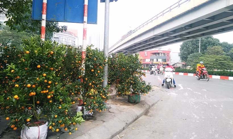 Ghi nhận của PV Kiến Thức vào chiều ngày 14/2 (tức 29 Tết), tại nhiều địa điểm dọc vỉa hè Hà Nội, các hàng bán quất đào Tết bắt đầu giảm giá ồ ạt.