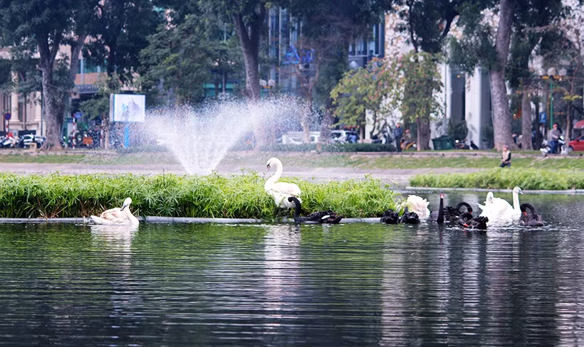 Ghi nhận của PV Kiến Thức sáng ngày 6/2, toàn bộ đàn thiên nga 12 con (7 con đen, 5 con trắng) được Công ty TNHH MTV Thoát nước Hà Nội chuyển ngay trong đêm từ hồ Gươm sang hồ Thiên Quang vẫn rất khỏe mạnh và tung tăng bơi lội.