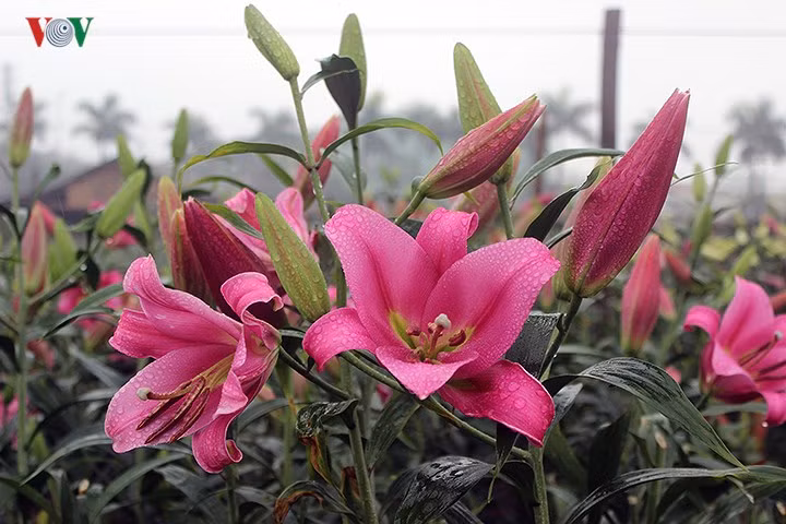 Hoa ly lỡ hẹn Tết Nguyên đán khiến nhiều hộ trồng hoa khóc ròng vì giá hoa xuống thấp. Theo nhiều chủ hộ trồng hoa, giá hoa ly đỏ loại đẹp cũng chỉ từ 150.000-160.000 đồng/10 cành. Trong khi đ