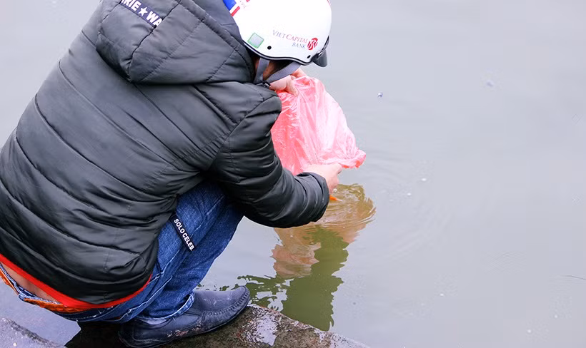Theo quan niệm dân gian, 23 tháng Chạp âm lịch hàng năm các ông Công ông Táo sẽ cưỡi cá chép bay lên trời để bẩm báo Ngọc Hoàng một năm ở dưới Hạ giới, nên việc phóng sinh cá chép vào ngày này được xem là một nghi lễ không thể bỏ qua.
