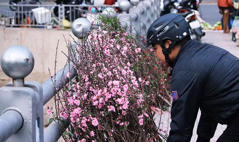 Một cành đào Tết vừa sẽ được bán với giá khoảng 300-700 nghìn đồng/cành. "Nếu cành nào hoa nở đẹp thì lấy giá khác, hoa mà nở ít giá xuống thấp hơn. Tuy nhiên hôm nay 29 Tết rồi chủ yếu vừa bán vừa tặng cho mọi người thôi", chủ bán chia sẻ.