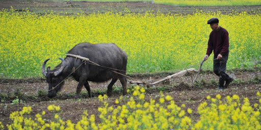 Dự đoán cho 12 con giáp cũng nhận thấy, tuổi Sửu có được sự tín nhiệm của lãnh đạo, công việc suôn sẻ. Tuy nhiên, tài lộc hôm nay giảm sút, liên quan đến bạn bè, con giáp nên đề phòng