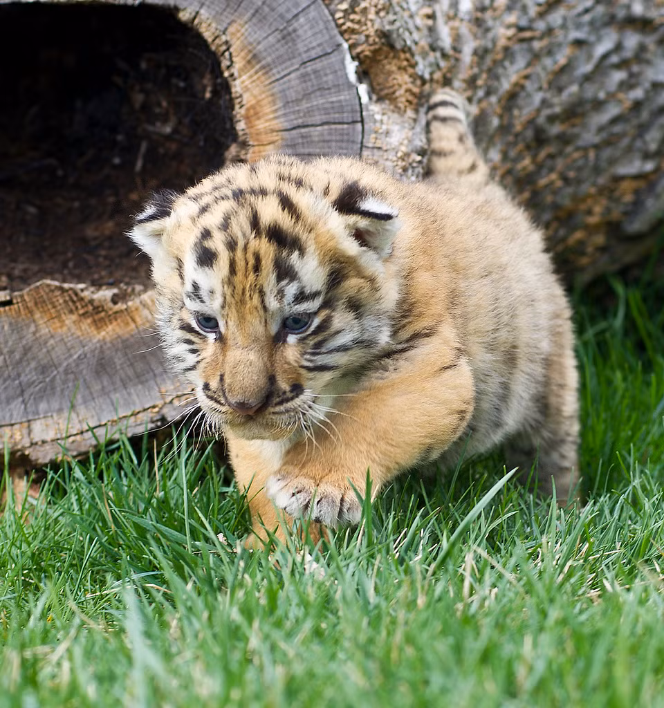 Tuổi Dần có nhiều ý tưởng hay giúp công việc tiến lên một tầm cao mới. Tài lộc được cải thiện, lợi nhuận từ việc kinh doanh của con giáp ngày một khả quan.