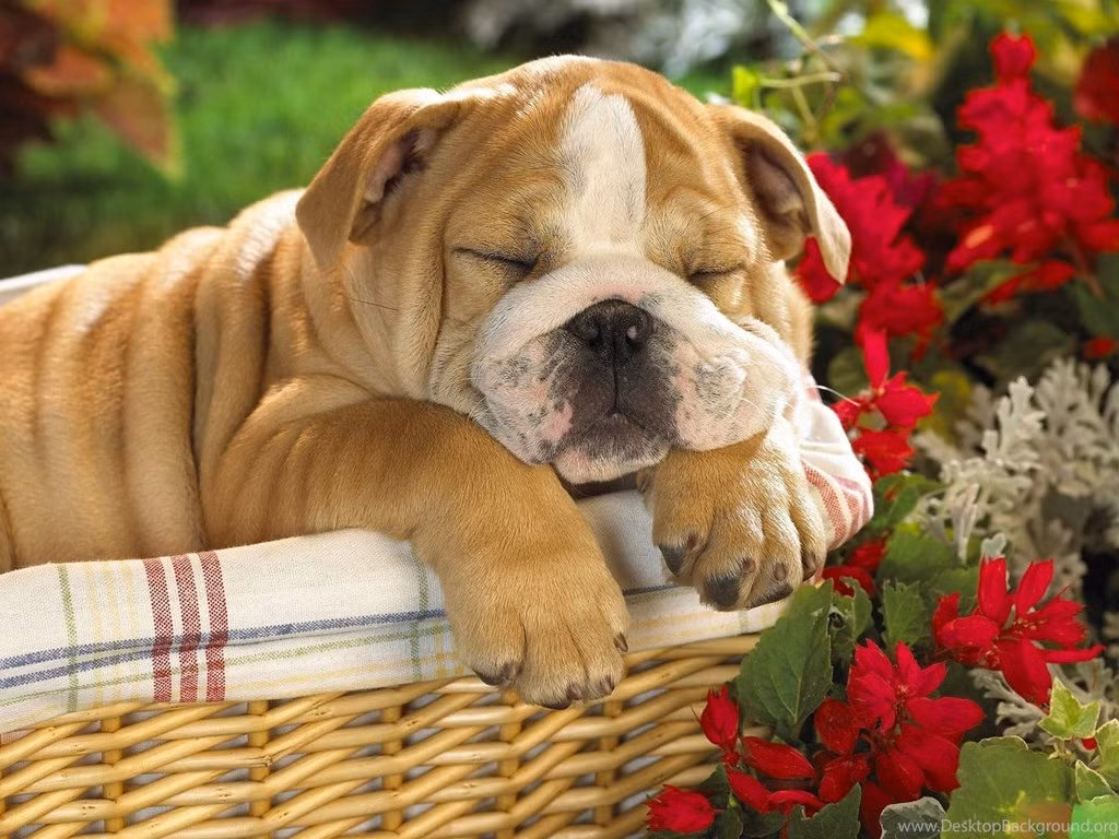 Tuổi Tuất thẳng thắn dễ làm mất lòng lãnh đạo, thậm chí bị mất việc. Quá phô trương, con giáp tiêu xài hoang phí khiến tài chính sa sút.