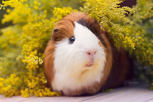  Dự đoán ngày 29/5/2021 cho 12 con giáp nhận thấy tuổi Tý làm mất lòng đồng nghiệp nên hiệu suất công việc đi xuống. Kiếm tiền không dễ, con giáp cẩn thận làm bao nhiêu tiêu bấy nhiêu.