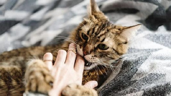 Meo nuoi lien tuc dui vao nguoi, me bau ta hoa phat hien benh hiem