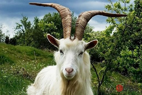 Theo dự đoán cho 12 con giáp, tuổi Mùi rất lịch thiệp, hòa nhã, nên trong cuộc sống và sự nghiệp luôn có rất nhiều bạn bè hỗ trợ. Con giáp chưa bao giờ tỏ ra tự mãn, cũng không làm phật ý một ai.