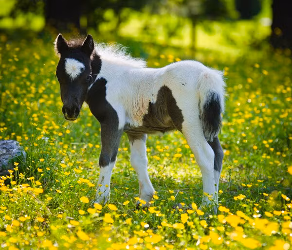 Vận may trong sự nghiệp của tuổi Ngọ đi xuống, ai đang tìm việc hoặc ký kết hợp đồng gặp chút khó khăn, bức bối. Tuần này không có sao tài lộc giúp đỡ, lợi nhuận của con giáp không tốt. Hãy xác định đây là tuần gieo hạt cho vụ thu hoạch khác. Tuổi Ngọ dễ có người không thích theo đuổi, khiến con giáp thêm khó chịu.