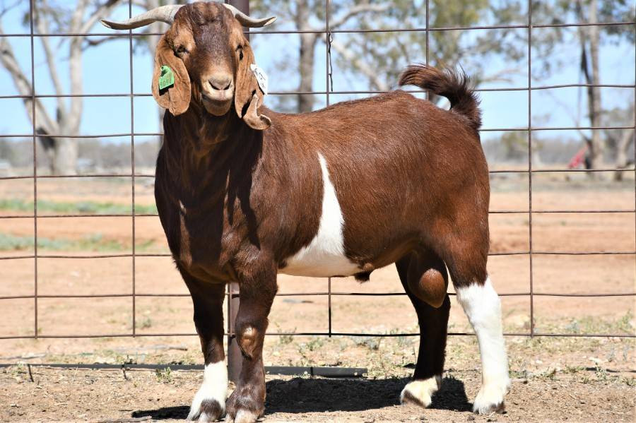 Cơ hội công việc mang lại những khoản tiền lớn, nhỏ cho con giáp. Tuy nhiên tuổi Mùi đừng quá tham công tiếc việc mà để ảnh hưởng sức khỏe. Hãy đủ tỉnh táo để có những kế hoạch đầu tư dài hạn. (*Thông tin chỉ mang tính chất chiêm nghiệm, trắc nghiệm vui).