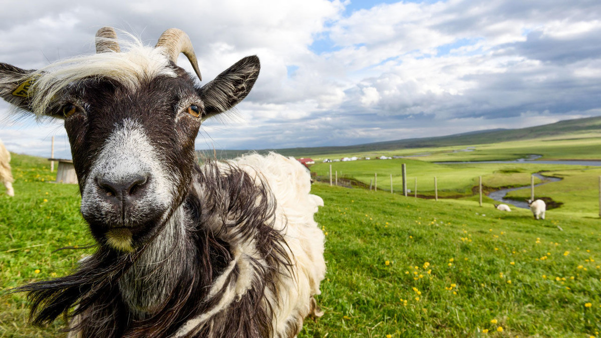 Thực tế trong năm 2021, vận may nói chung của tuổi Mùi cũng khiến nhiều người ghen tị. Đặc biệt trong 10 ngày tới, có cát tinh chiếu mệnh, thần tài vào nhà, sự nghiệp của con giáp càng thăng tiến, tiền bạc tràn vào nhà.