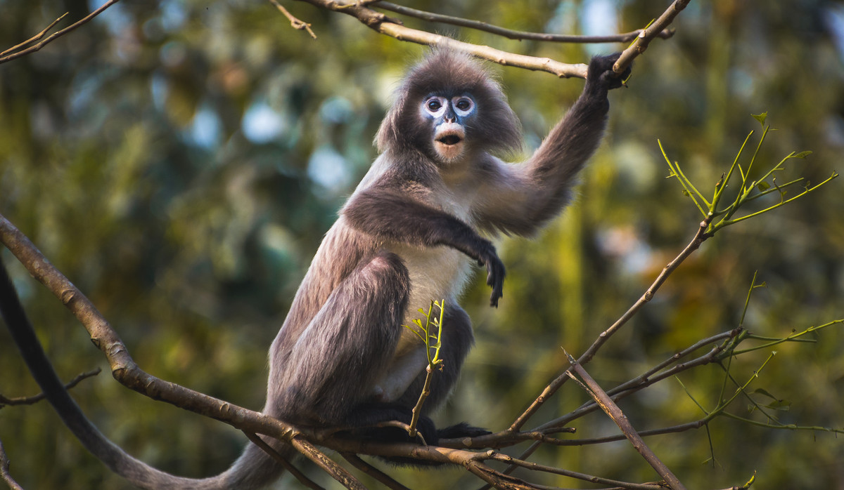Tuổi Thân đừng thoắt ẩn thoắt hiện ở nơi làm việc, sẽ gây ấn tượng thiếu tận tâm với công việc. Bù lại quý nhân mang lại vận may giúp con giáp tăng cao thu nhập.