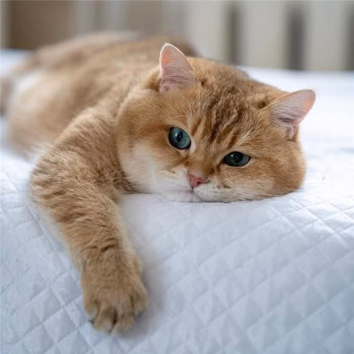 Tuổi Mão công việc hôm nay có nhiều áp lực, hãy nỗ lực, sẽ được đền đáp. Việc kiếm tiền đang không dễ dàng, con giáp đừng chi tiêu tùy tiện.