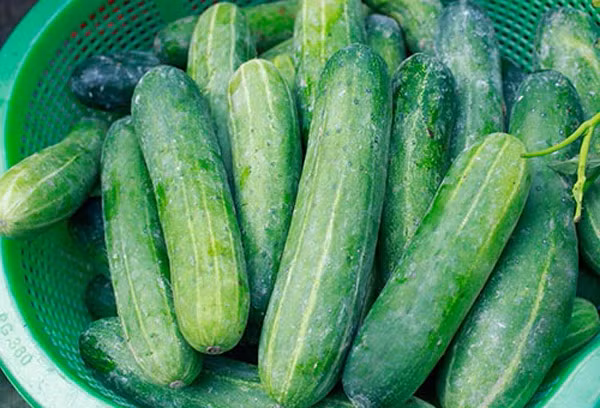 Trang Sohu (Trung Quốc) cũng tiết lộ, dưa chuột chứa lượng lớn cellulose. Khi đi vào cơ thể, cellulose có khả năng thúc đẩy nhu động ruột, giúp bài tiết phân nhanh chóng. Dưa chuột còn giàu chất dinh dưỡng giúp "dọn dẹp" rác trong cơ thể, ăn thường xuyên có thể giúp ngăn ngừa sỏi thận.