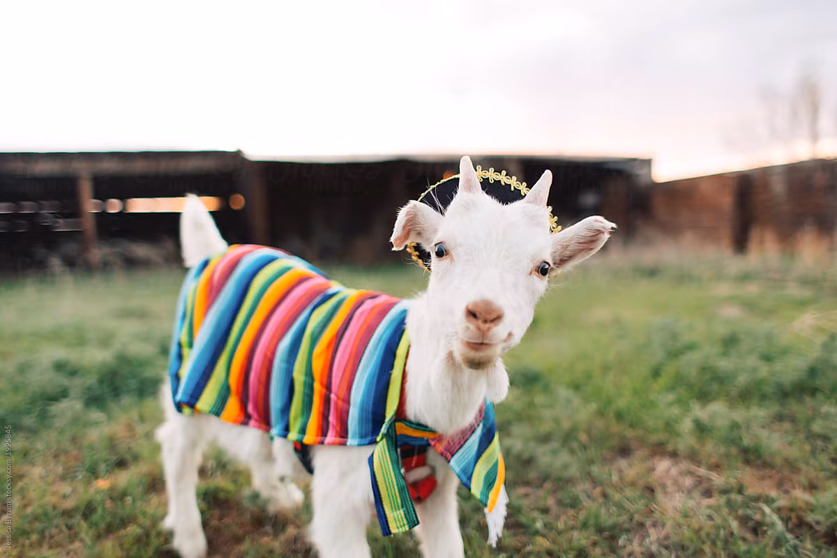 Tuổi Mùi thay vì bận tranh cãi, hãy dùng hành động để chứng tỏ năng lực trong công việc. Hào phóng với người ấy là tốt, tuy nhiên mới có chút lợi lộc đã quá hoang phí sẽ khiến bạn mất điểm, lại ảnh hưởng đến tài chính.