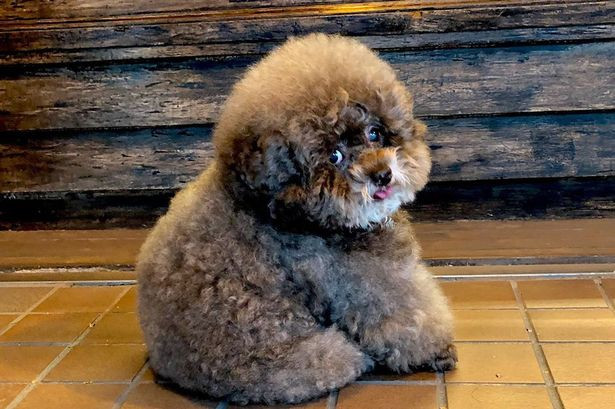 Tuổi Tuất may mắn thoát khỏi miệng lưỡi tiểu nhân, từ đó được sếp trọng dụng, địa vị thăng tiến nhanh chóng. Không có việc gì kiếm nhiều tiền lại đơn giản, tuổi Tuất đừng vội thấy khó mà nản lòng, cơ hội sẽ mang về cơn mưa tiền.