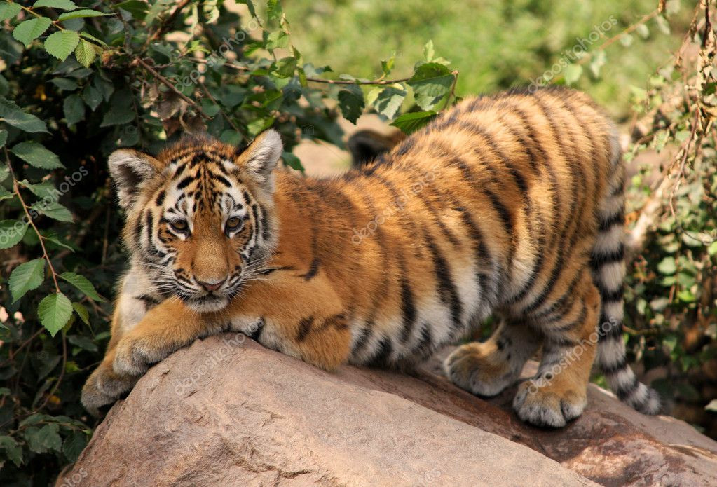 Tuổi Dần hôm nay được tiền bối chỉ bảo nhiều trong công việc. Tài lộc tăng cao, ai có ý định khởi nghiệp nên tranh thủ thời điểm này.