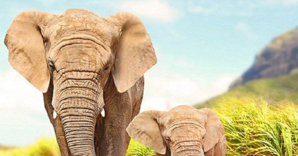 Rượu gin từ phân voi. Nghe có thể khó tin, nhưng phân voi lại là thành phần chính để tạo nên loại rượu gin độc đáo. Bình thường, voi ăn nhiều nhưng chúng chỉ hấp thụ một lượng rất nhỏ, còn lại bài tiết ra ngoài theo phân.