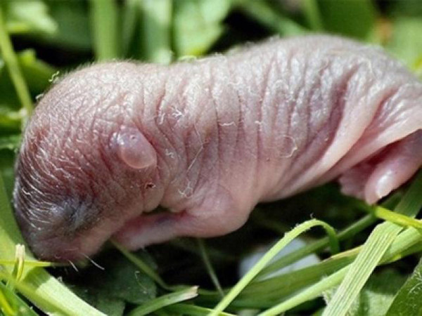 Nguyên liệu cho loại đồ uống tai tiếng này là những chú chuột sơ sinh không quá 3 ngày, có kích thước chỉ bằng ngón tay cái, còn đỏ hỏn. chuột được làm sạch bằng rượu rồi từ từ xếp vào chai.