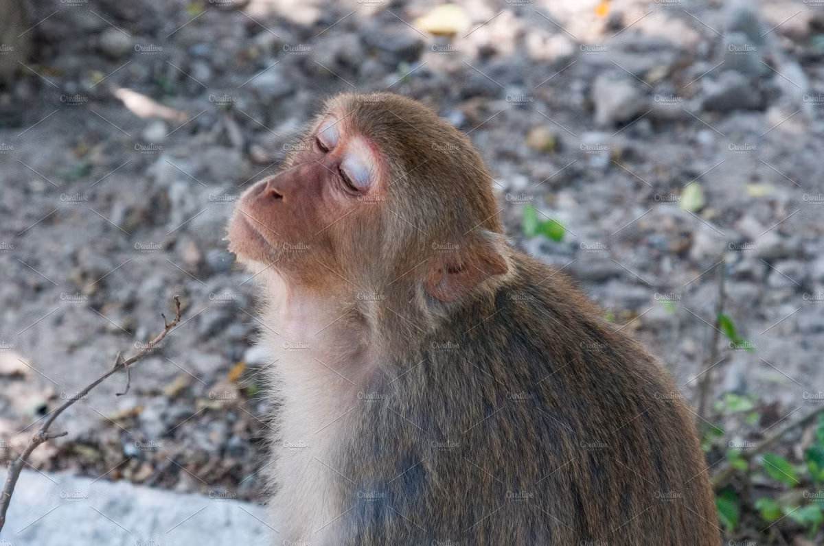 Tuổi Thân có một ngày đi công tác xa thuận lợi, hãy trân trọng cơ hội. Có thêm thu nhập, con giáp cẩn thận đề phòng trộm cắp.