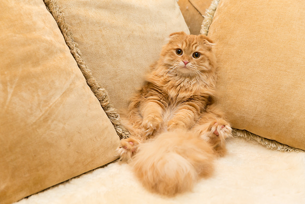 Tuổi Mão lên kế hoạch cụ thể, công việc sẽ có nhiều tiến triển. Con giáp cũng có phương hướng kiếm tiền rõ ràng nên thu nhập tăng lên nhanh chóng.