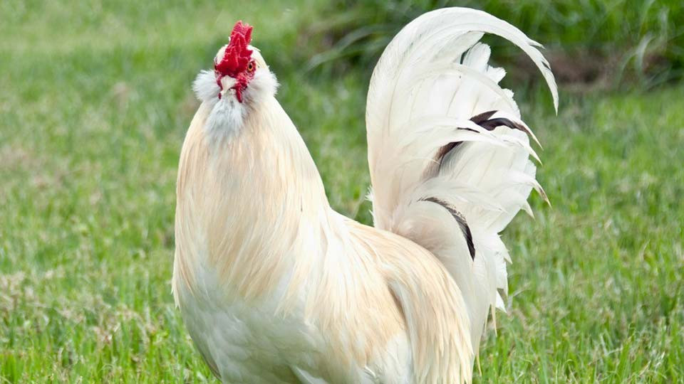 Tuổi Dậu nhảy việc thành công, năng lực được công nhận. Tài lộc khởi sắc, con giáp hãy nắm bắt cơ hội để thay đổi hoàn cảnh sống.