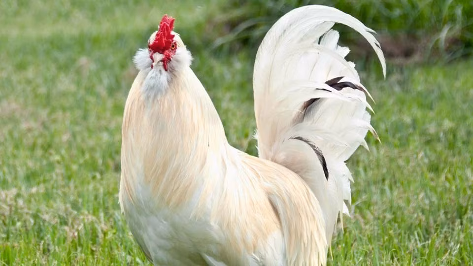 Tuổi Dậu nhảy việc thành công, năng lực được công nhận. Tài lộc khởi sắc, con giáp hãy nắm bắt cơ hội để thay đổi hoàn cảnh sống.