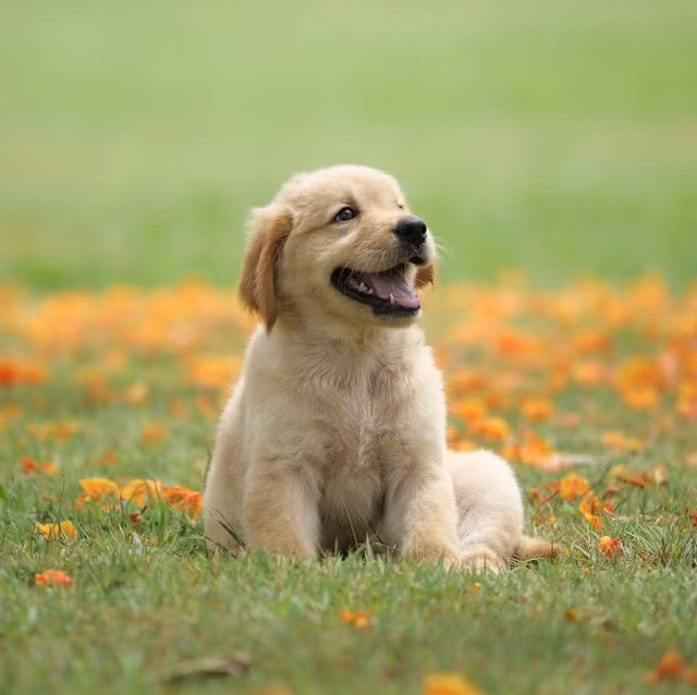 Tuổi Tuất hôm nay khả năng đàm phán cao, nên tranh thủ tìm kiếm cơ hội hợp tác. Có quý nhân đưa ra lời khuyên đúng hướng, giúp con giáp thu thêm nhiều lợi lộc.