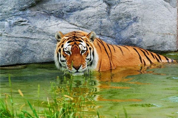 Tuổi Dần bỏ công sức lao động, sẽ nhận được thành quả xứng đáng. Ngày càng biết cách tiết kiệm tiền, tài khoản của con giáp tăng đều đều.