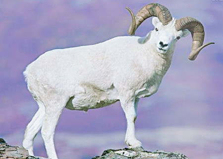 Tuổi Mùi: Bị cướp công. Áp lực công việc tăng mạnh, tuổi Mùi dễ gặp phải tình huống bất lợi, đề phòng tranh chấp lời qua tiếng lại với đồng nghiệp, có thể có người tìm cách cướp công.