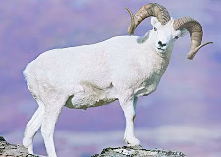 Tuổi Mùi: Bị cướp công. Áp lực công việc tăng mạnh, tuổi Mùi dễ gặp phải tình huống bất lợi, đề phòng tranh chấp lời qua tiếng lại với đồng nghiệp, có thể có người tìm cách cướp công.