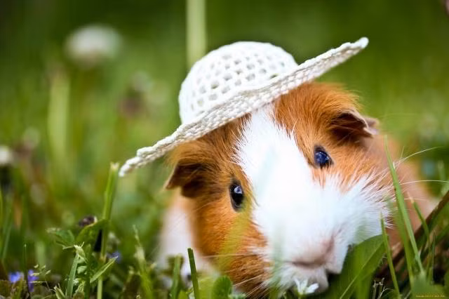 Theo dự đoán cho 12 con giáp, tuổi Tý trong chuyện tình cảm có tiểu nhân phá hoại. Những ai đã kết hôn cần chú ý giải quyết những mâu thuẫn nhỏ, đề phòng kẻ xấu gièm pha, chia rẽ.