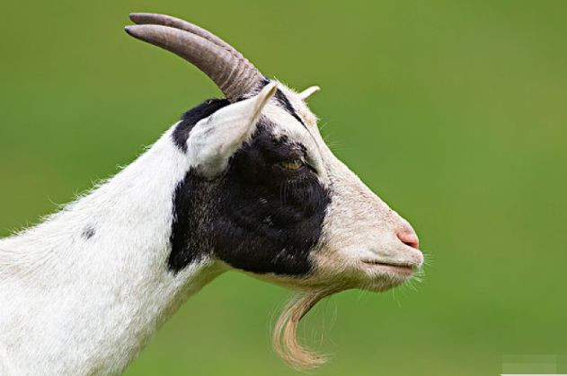 Điều con giáp cần là cơ hội để thể hiện được năng lực của bản thân. Gặp môi trường thích hợp, sếp biết nhìn nhận người tài, tuổi Mùi sẽ thỏa sức vẫy vùng như cá gặp nước.