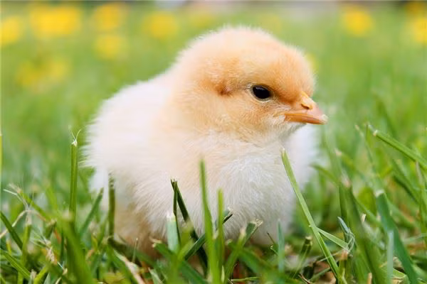 Tuy nhiên, chính vì bản tính ít thể hiện, con giáp không bộc lộ khát khao mãnh liệt trong công việc, nên khó có cơ hội đề bạt lên vị trí dẫn đầu. Ngược lại, một khi đã được giao bất cứ nhiệm vụ dù khó khăn thế nào, tuổi Dậu cũng hoàn thành đâu ra đấy.