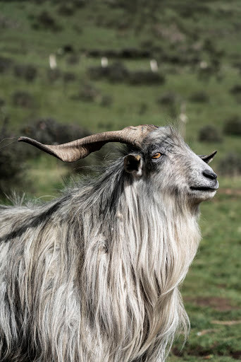 Từ ngày 12/5 chính là cơ may cho tuổi Mùi. Một khi thể hiện được tài năng, con giáp chỉ có tiến lên không dừng, thăng chức, nâng lương chỉ là một sớm một chiều. Từ đây cơ hội khắp nơi tìm đến, tài sản kếch xù, con giáp tài lộc, phú quý ngang trời.