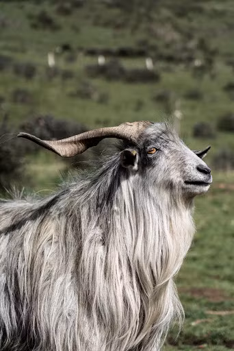 Từ ngày 12/5 chính là cơ may cho tuổi Mùi. Một khi thể hiện được tài năng, con giáp chỉ có tiến lên không dừng, thăng chức, nâng lương chỉ là một sớm một chiều. Từ đây cơ hội khắp nơi tìm đến, tài sản kếch xù, con giáp tài lộc, phú quý ngang trời.