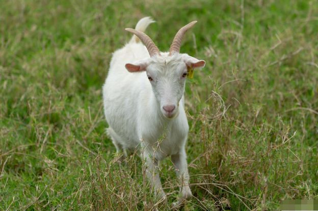 Tuổi Mùi tuần này rất nhạy bén, dễ dàng phát hiện những chi tiết mà người khác bỏ qua, nhờ vậy vấn đề được giải quyết triệt để mà không mắc sai sót. Con giáp gặt hái được nhiều tiền bạc nhưng cũng bị hao tốn khá nhiều do đầu tư bừa bãi.