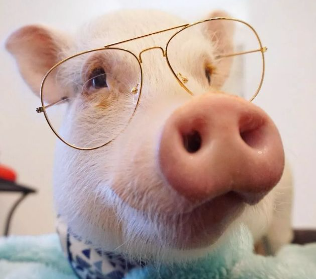 Tuổi Hợi tuần này giải quyết vấn đề khá cẩn thận, nhưng khi gặp khó khăn, con giáp tư duy thiếu thực tế. Cần tỉnh táo để tránh đưa ra quyết định phiến diện. Việc đầu tư mạo hiểm và các dự án trước mắt có thể gặt hái nhiều may mắn, nỗ lực của con giáp đã được đền đáp. (*Thông tin chỉ mang tính chất chiêm nghiệm, trắc nghiệm vui).