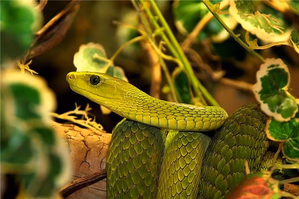 Tuổi Tỵ có một tuần làm việc thuận lợi như mong đợi. Con giáp năng động và quyết đoán, nắm bắt được cơ hội, sẽ mang về khoản tiền rủng rỉnh.