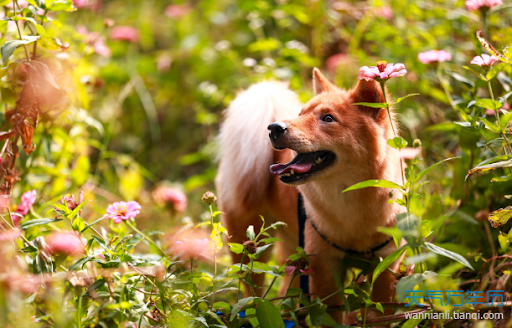 Tuổi Tuất nên làm việc chăm chỉ hơn, chớp thời cơ thể hiện tài năng. Tuy nhiên con giáp phải đề phòng tai nạn lao động, chuẩn bị chu đáo trước khi làm việc. Tài lộc tuần này không có biến động, tuổi Tuất nên lập kế hoạch chi tiêu tài chính hợp lý. Con giáp tránh đầu tư lớn hay vay mượn tiền bạc.