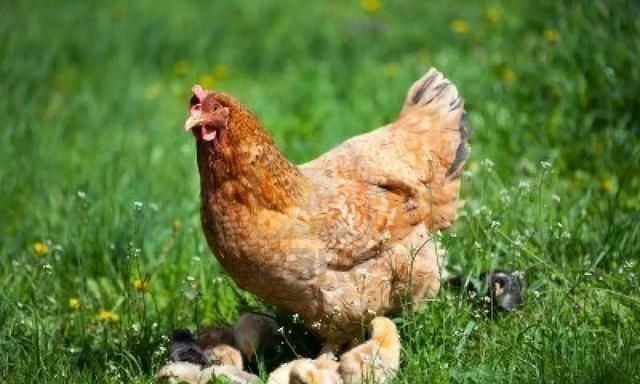 Tuổi Dậu mọi việc tiến hành theo đúng kế hoạch, lại được lãnh đạo hỗ trợ đắc lực, có thể tỏa sáng trong công việc. Nỗ lực phát triển bản thân, con giáp sẽ được thăng chức, tăng lương. Tuần này vận may tài lộc tăng cao, nhưng con giáp không thích hợp với đầu tư cổ phiếu.