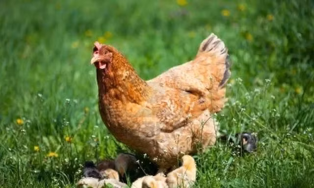 Tuổi Dậu mọi việc tiến hành theo đúng kế hoạch, lại được lãnh đạo hỗ trợ đắc lực, có thể tỏa sáng trong công việc. Nỗ lực phát triển bản thân, con giáp sẽ được thăng chức, tăng lương. Tuần này vận may tài lộc tăng cao, nhưng con giáp không thích hợp với đầu tư cổ phiếu.