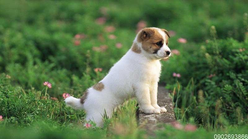 Tuổi Tuất chỉ số vận thế 95 điểm. Con giáp hay chần chừ, thiếu quyết đoán. Hãy tự tin vào khả năng của bản thân, nỗ lực rèn luyện, chủ động nhờ đồng nghiệp giúp khi cần, sẽ nhanh chóng thành công. Tháng này tuổi Tuất có nhiều cơ hội kiếm thêm thu nhập, tăng khối tài sản lên đáng kể.