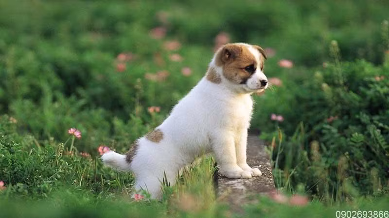 Tuổi Tuất chỉ số vận thế 95 điểm. Con giáp hay chần chừ, thiếu quyết đoán. Hãy tự tin vào khả năng của bản thân, nỗ lực rèn luyện, chủ động nhờ đồng nghiệp giúp khi cần, sẽ nhanh chóng thành công. Tháng này tuổi Tuất có nhiều cơ hội kiếm thêm thu nhập, tăng khối tài sản lên đáng kể.